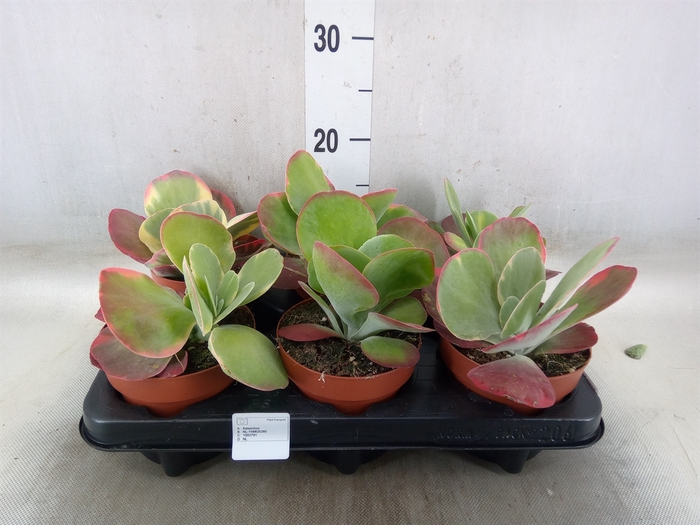<h4>Kalanchoe NF thyrsiflora 'Red Lips'</h4>
