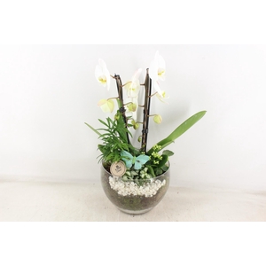 arr2 PL - Glas Henrik phal. wit