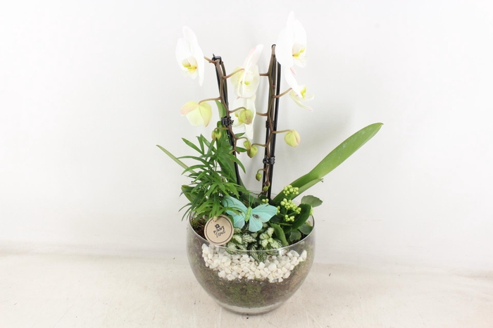 <h4>arr2 PL - Glas Henrik phal. wit</h4>