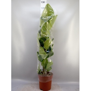 Ficus altissima