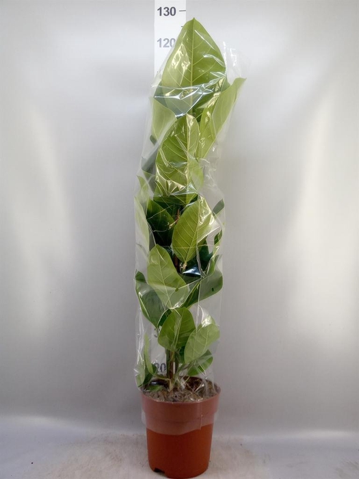 <h4>Ficus altissima</h4>