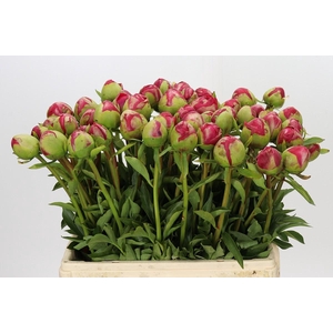 Paeonia Command Performance