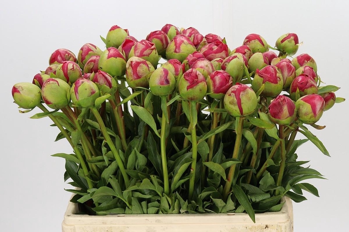 <h4>Paeonia Command Performance</h4>