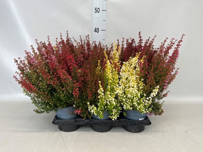 Erica gracilis   ...red