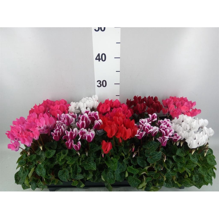 <h4>Cyclamen KL   ...patio</h4>