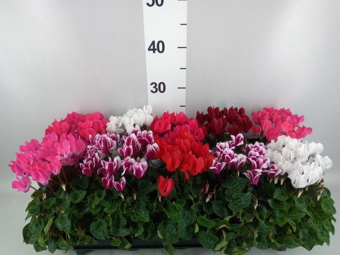 Cyclamen KL   ...patio