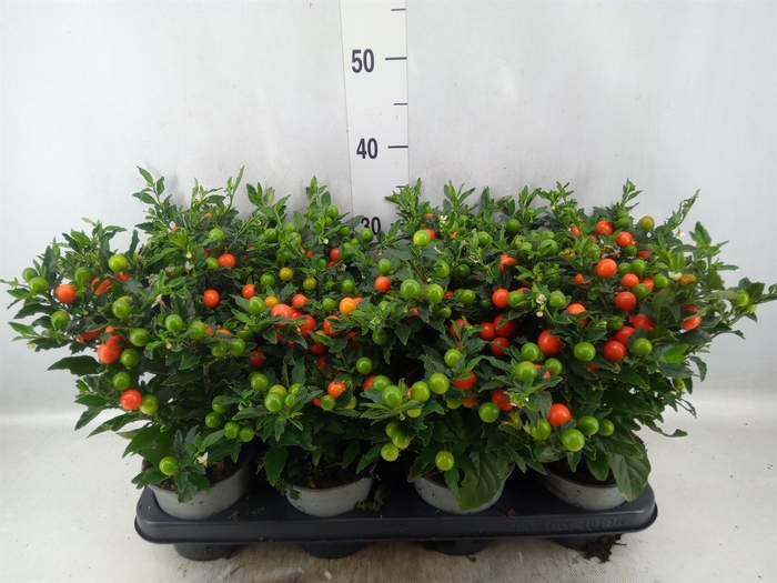 Solanum pseudocapsicum 'Bartoli'