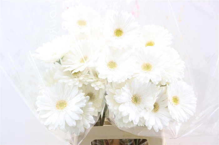 <h4>Ge Gr Swanlake</h4>