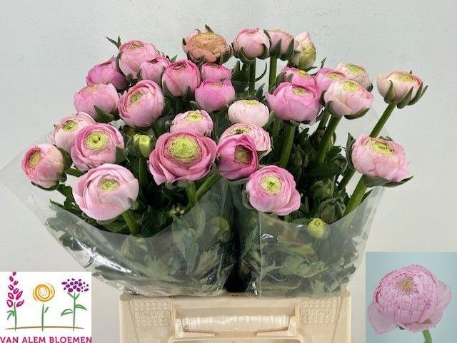 <h4>RAN AAZUR LI PINK</h4>