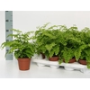ADIAN RAD FRAGRANS