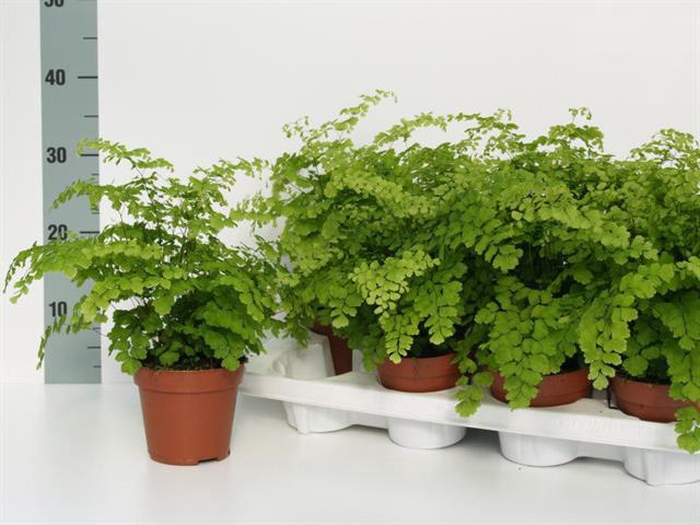ADIAN RAD FRAGRANS