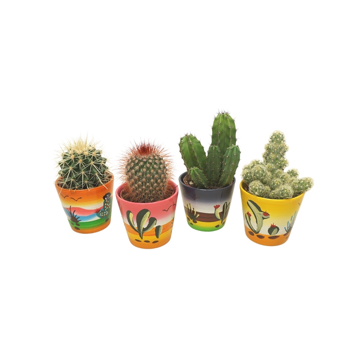 <h4>Cactus mix in 8 cm 'Decorpotje'</h4>