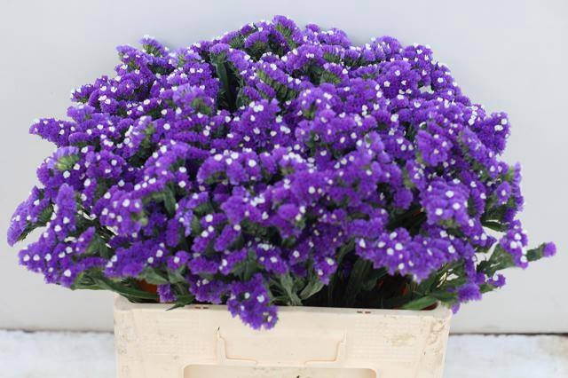 <h4>LIM S CRYST DARK BLU</h4>