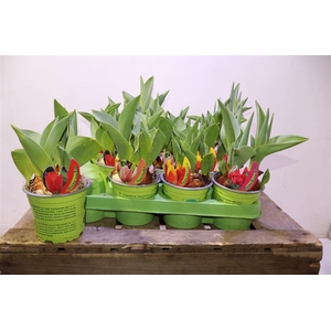 arr8 Tul Gem 4 Kleuren