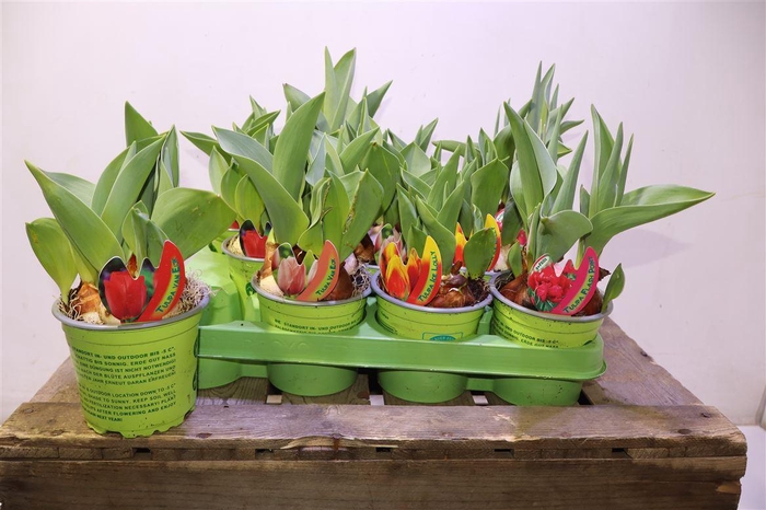 arr8 Tul Gem 4 Kleuren