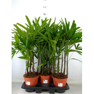 Rhapis excelsa