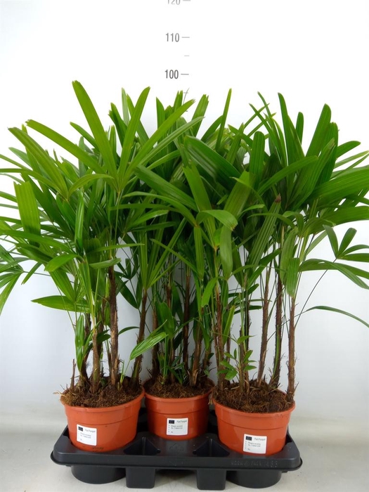 <h4>Rhapis excelsa</h4>