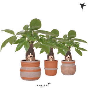 Kolibri Greens Pachira in Ethnic pot terracotta mix