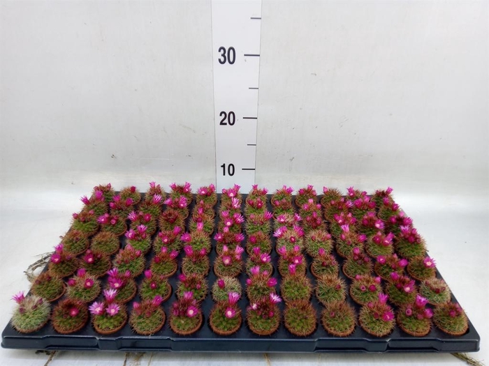 <h4>Cactus ...mix</h4>