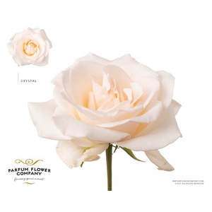 Rosa Premium Crystal