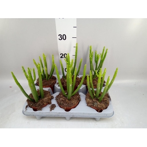 Euphorbia aeruginosa