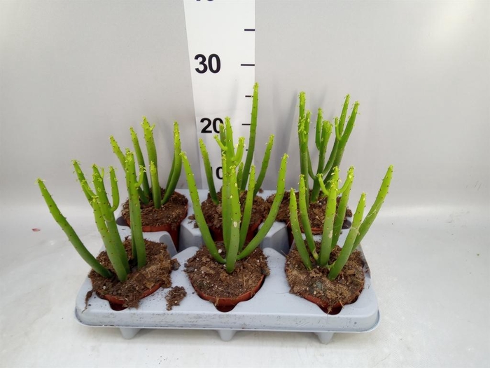 <h4>Euphorbia aeruginosa</h4>