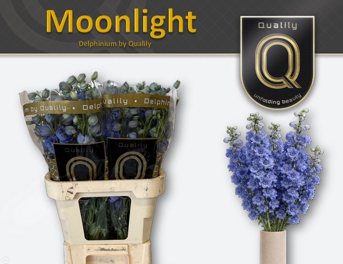 <h4>Delphinium DU 'Delphis Moonlight'</h4>