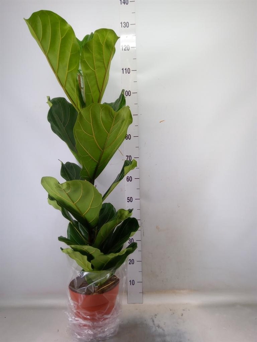 <h4>Ficus lyrata</h4>