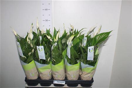 <h4>Spath Torelli 5+</h4>