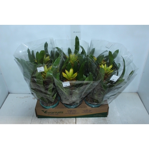 GUZMANIA AMARELA P14