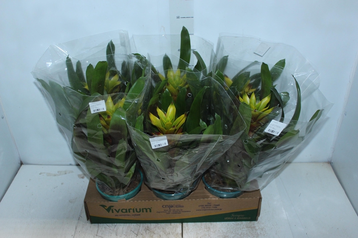 <h4>GUZMANIA AMARELA P14</h4>