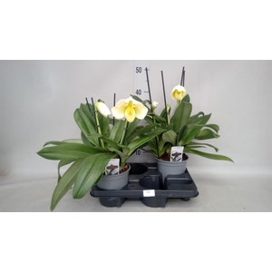 Paphiopedilum  'Amerikaanse hybrid'