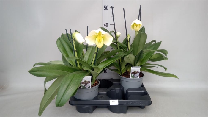 <h4>Paphiopedilum  'Amerikaanse hybrid'</h4>