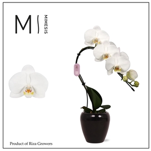 Mimesis Phal. Swan White - 1 spike 7cm in Martine Black Ceramic