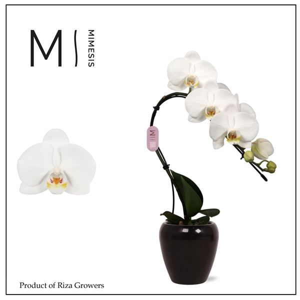 <h4>Mimesis Phal. Swan White - 1 spike 7cm in Martine Black Ceramic</h4>