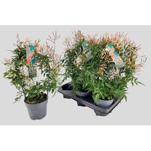 JASM POLYANTHUM WIT