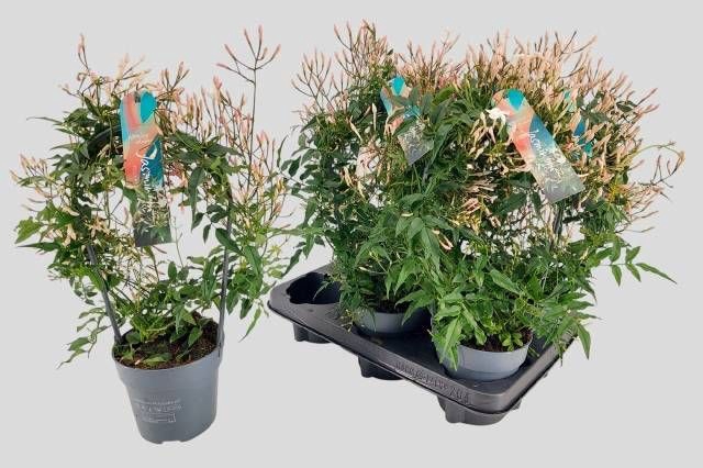 <h4>JASM POLYANTHUM WIT</h4>