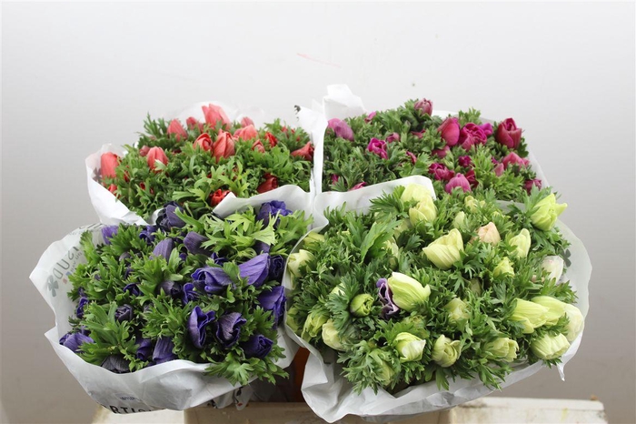 <h4>Anem Marianne Div.</h4>