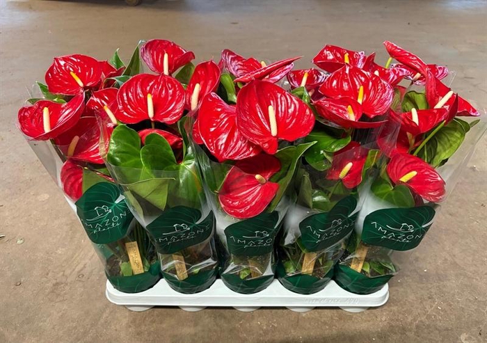 <h4>Anthurium Andr. Nevada</h4>