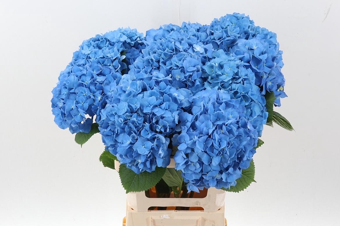 <h4>Hydr M Ch Pimpernel</h4>