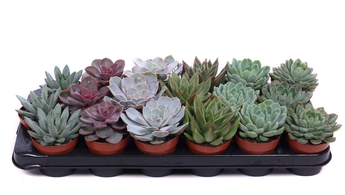 <h4>Echeveria mix 8,5 cm</h4>