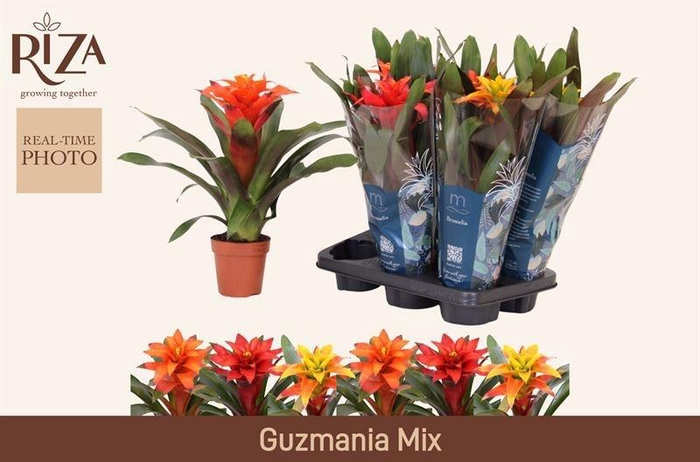 <h4>GUZM GEM 3 SRT</h4>