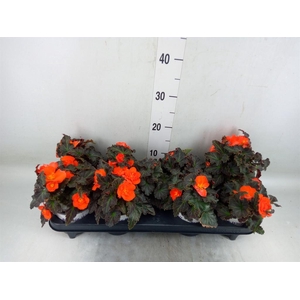 Begonia boliv. 'Encanto Orange'