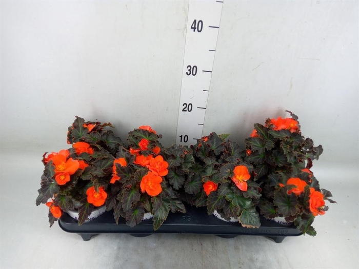 <h4>Begonia boliv. 'Encanto Orange'</h4>