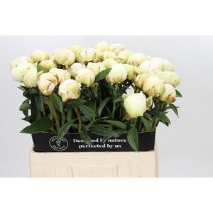 Paeonia Dr F.G. Brethour