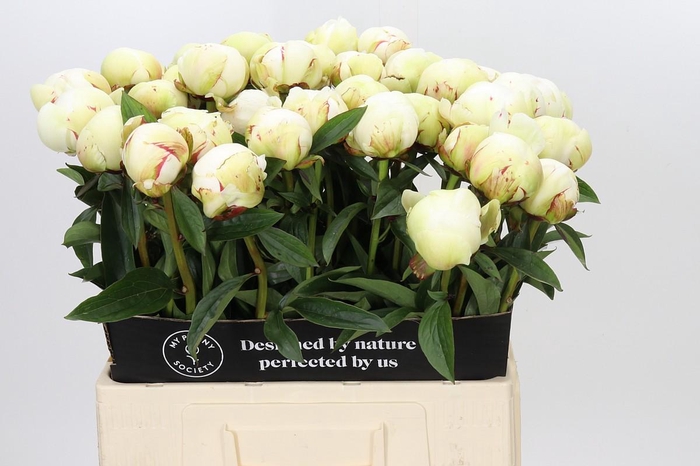 Paeonia Dr F.G. Brethour