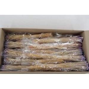 DF Berina Lilac Bs