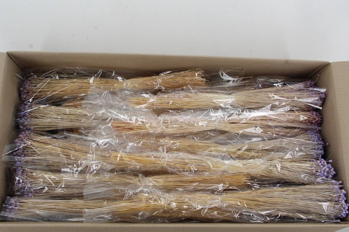 <h4>DF Berina Lilac Bs</h4>