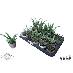 Aloe Mix (Cites) 5,5Ø 8cm