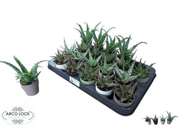 Aloe Mix (Cites) 5,5Ø 8cm